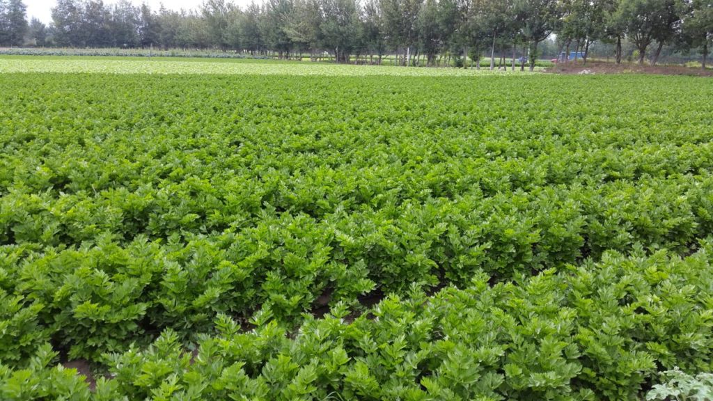 Productor hortalizas Ecuador La Huerta Ecuador El arte de cultivar